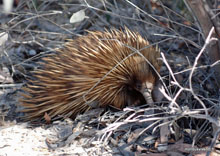 Echidné - Australie